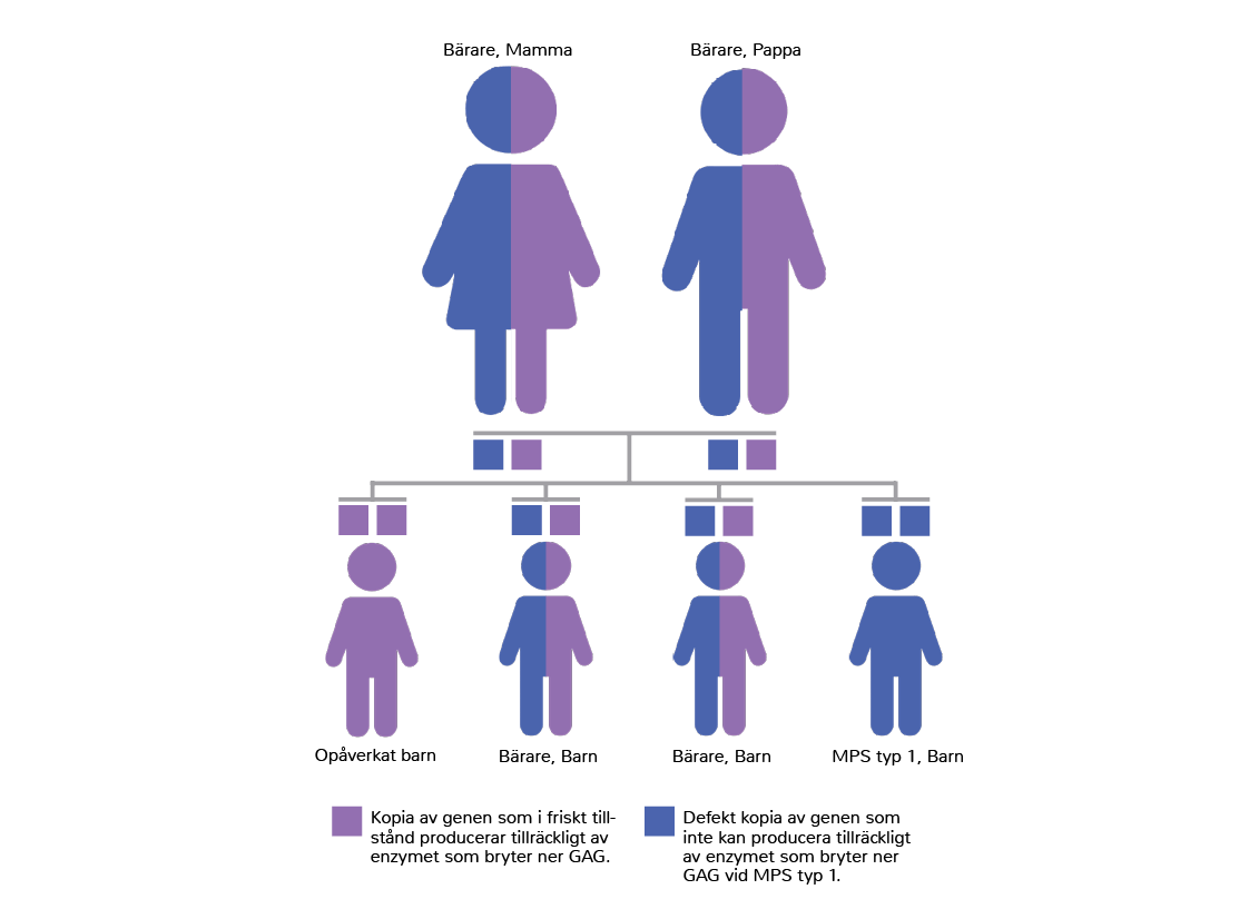 Arvsmönster for MPS typ 1
